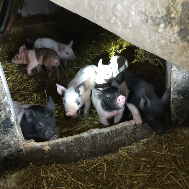 1F8BECD6-3C65-4EAE-970D-4805162B9DBE