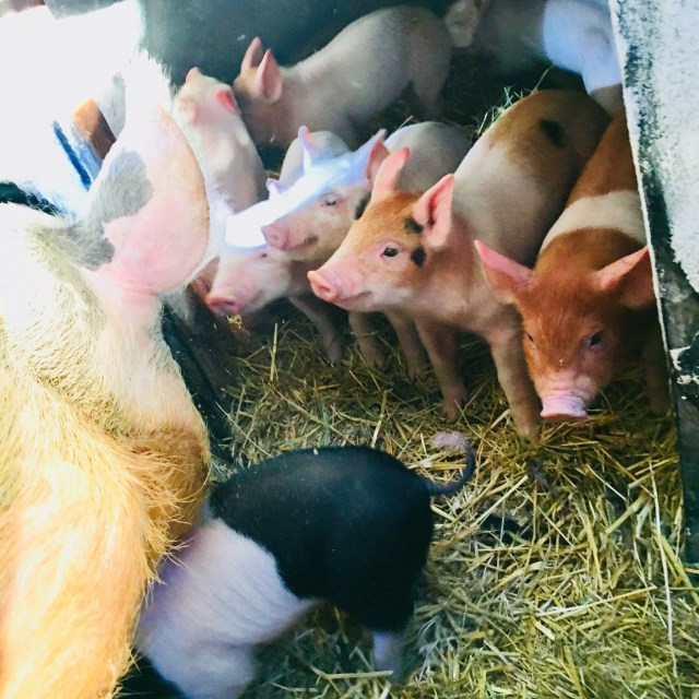 2CD238D1-56F2-4DED-BC24-8445916B17E7