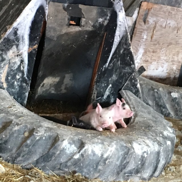 DFA63E49-2683-4433-8954-CC281B7E81E3