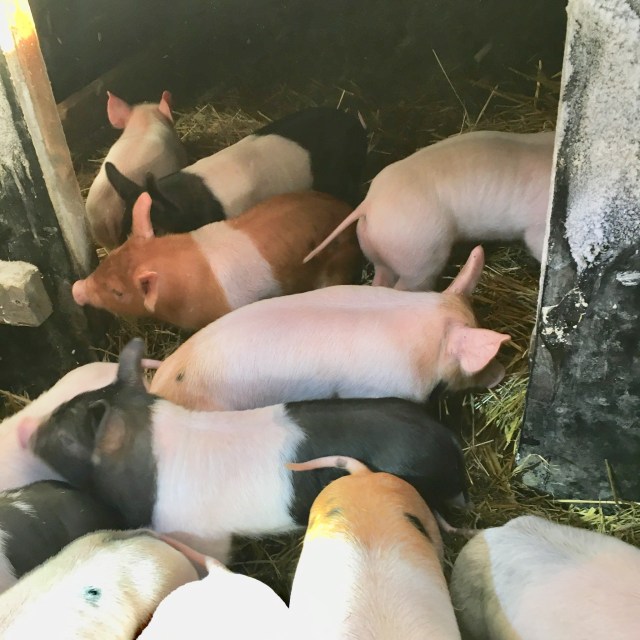 ED81C0A0-5CD8-4926-9AB7-B0609566EF3A