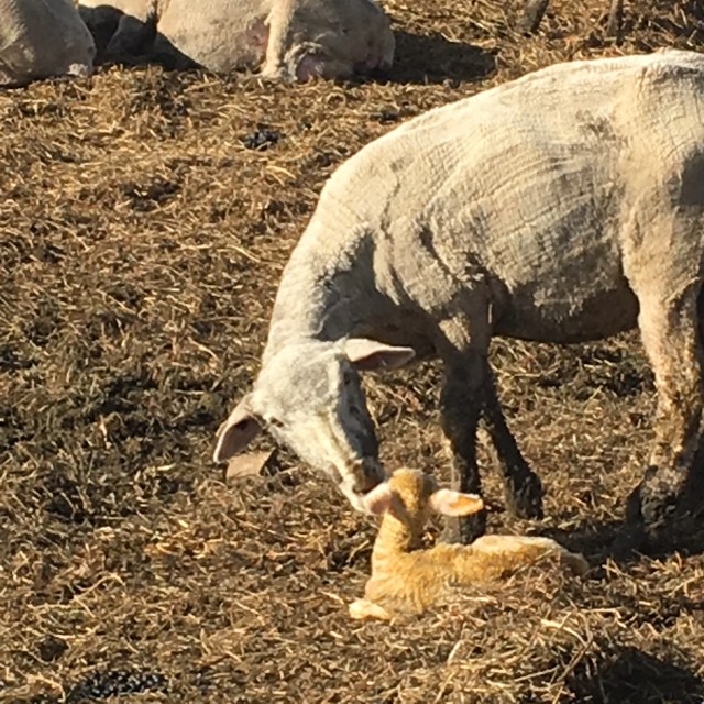 New life on the farm.