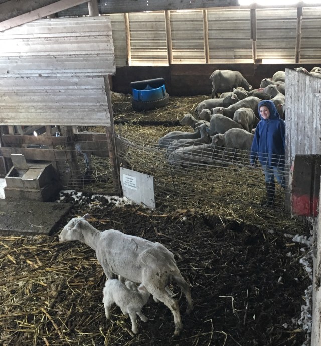 We are almost finished with the lambing season.