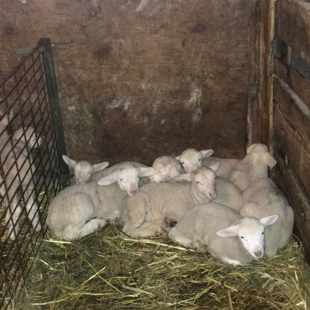 New lambs staying warm!