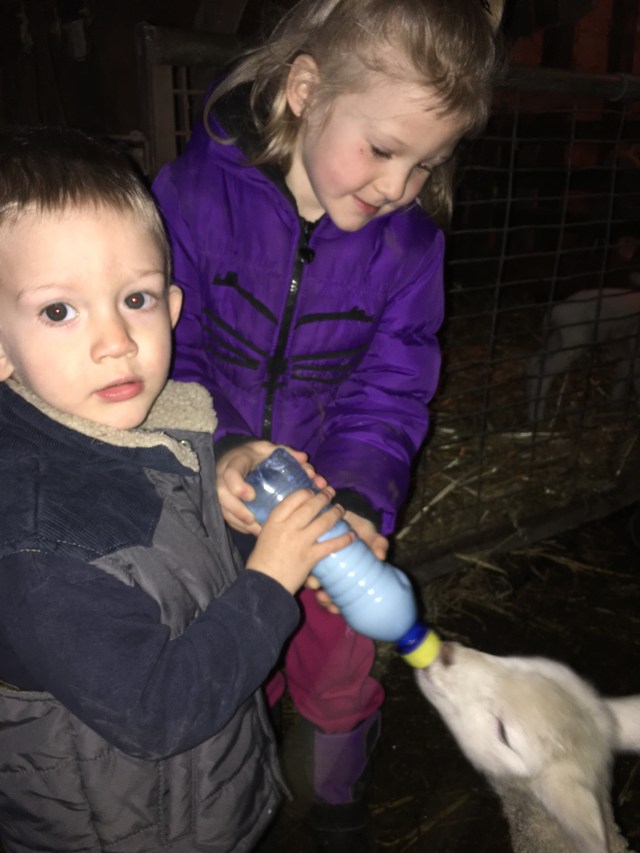 Rafe and Josie helping feed lambs.