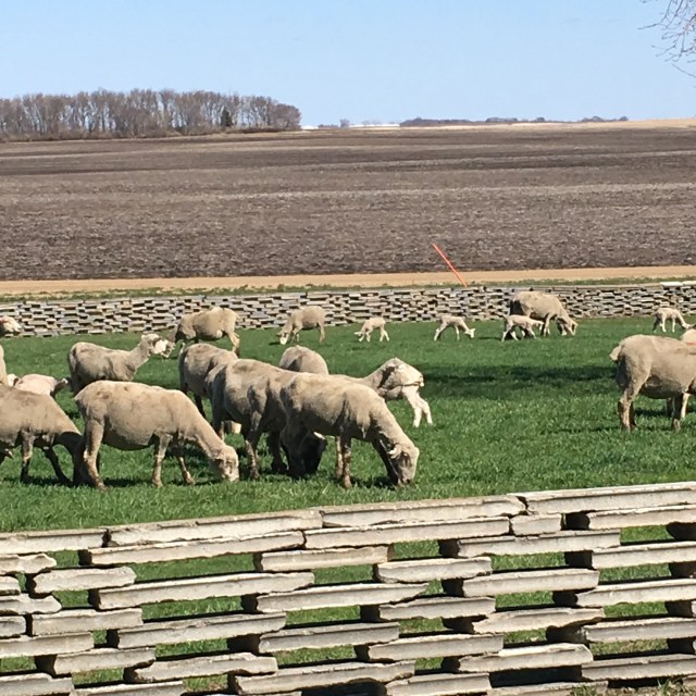 The sheep are loving the grass!