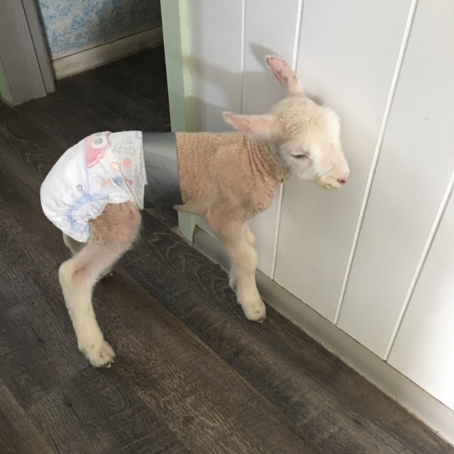 This little lamb needed a bit of tender care!