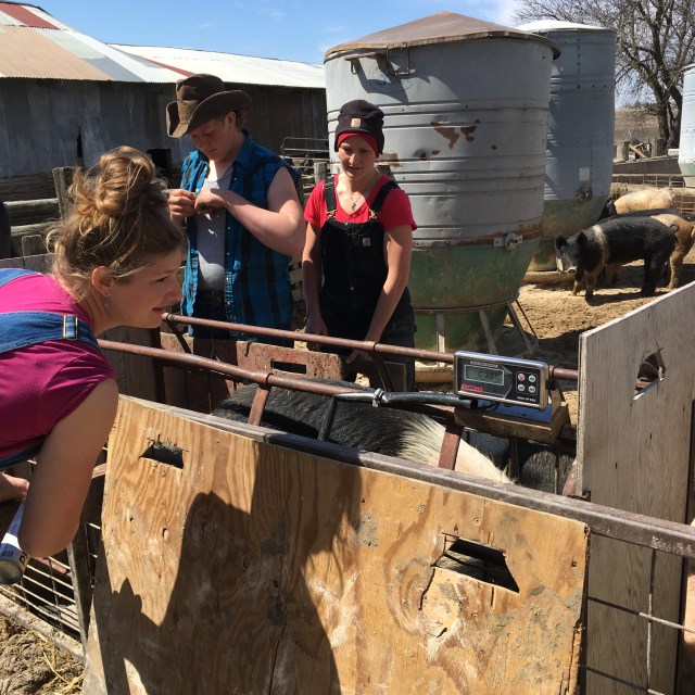 Weighing a hog on our new scale.